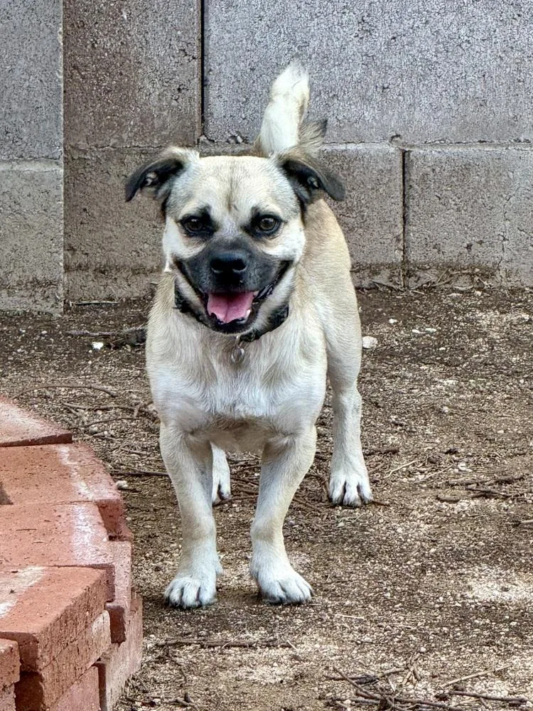 An adult small-sized male Pug dog named Beans for adoption in TUCSON, AZ