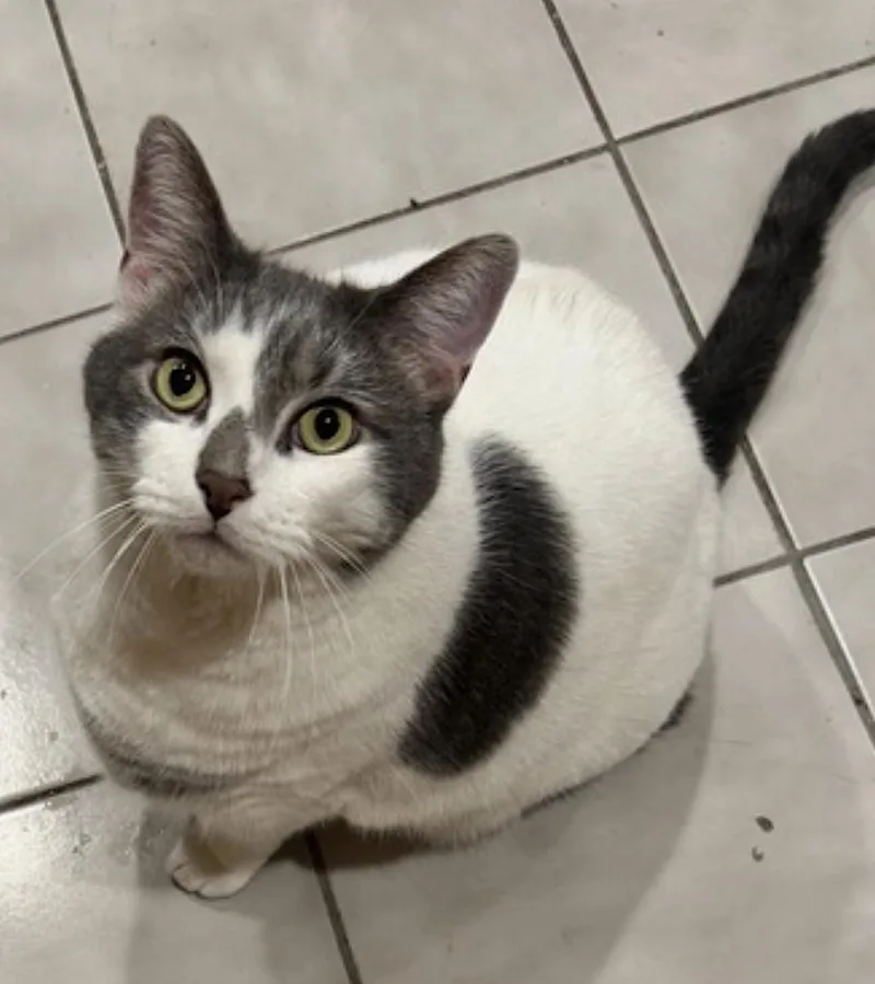 An adult extra large-sized male Domestic Short Hair cat named Tinker for adoption in Amherst, MA