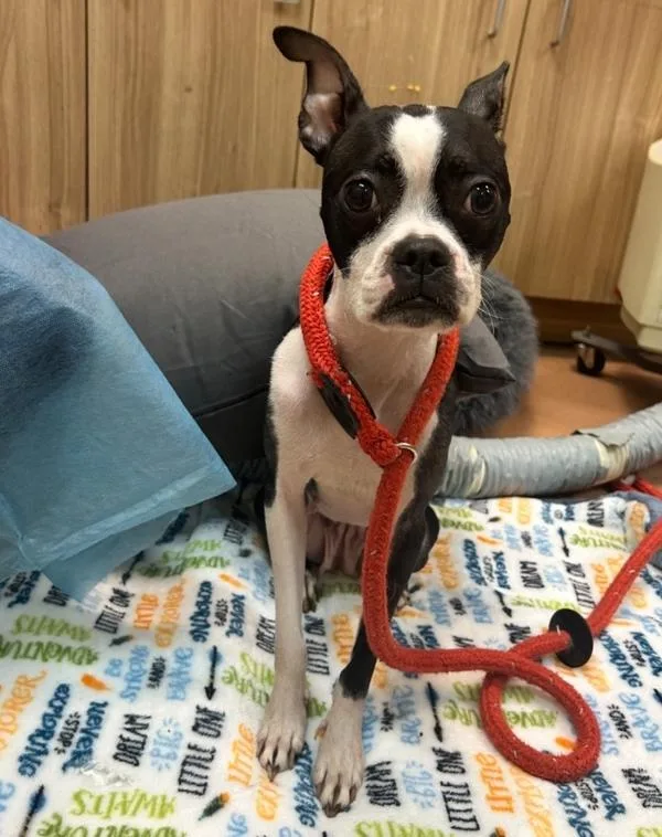 A young small-sized female Boston Terrier dog named Buffy for adoption in Kennewick, WA