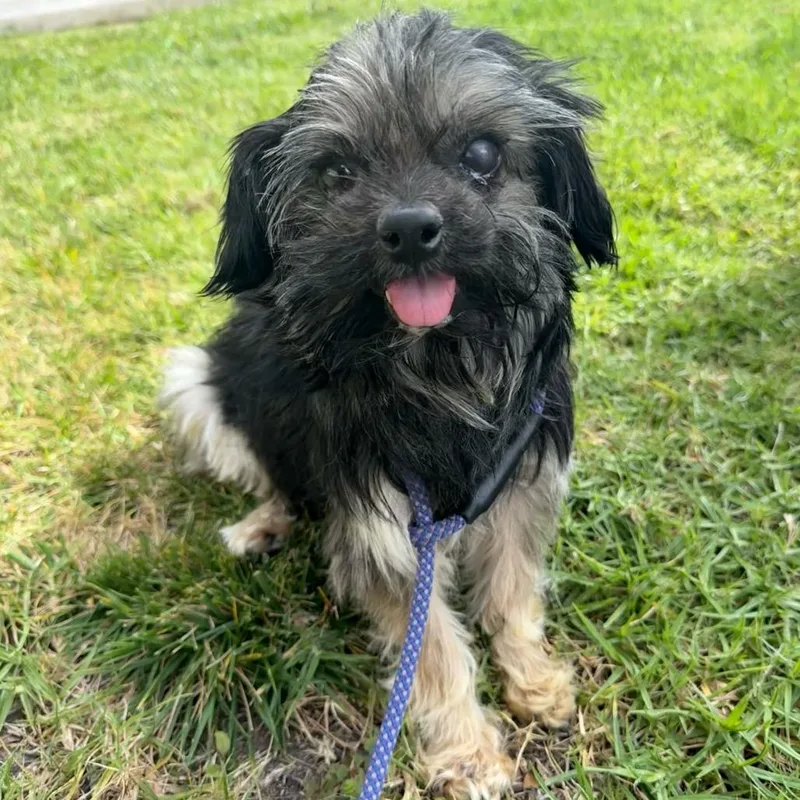 Orville