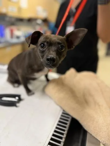 An adult small-sized female Chihuahua dog named Chiquita for adoption in Riverside, CA