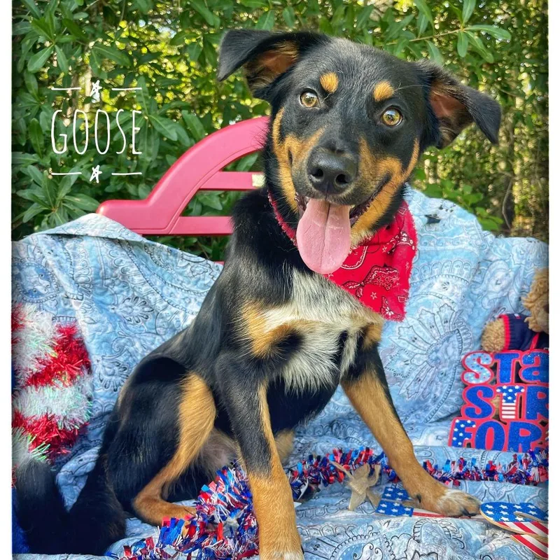 A young medium-sized male Black Mixed Breed dog named Goose for adoption in Sarasota, FL