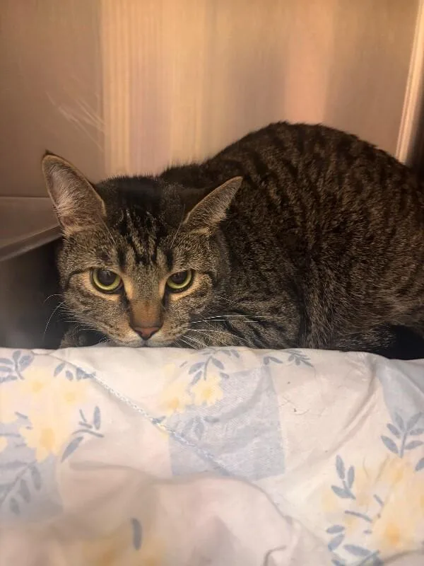 An adult medium-sized female Gray / Blue / Silver Domestic Short Hair cat named Munchkin for adoption in Disputanta, VA