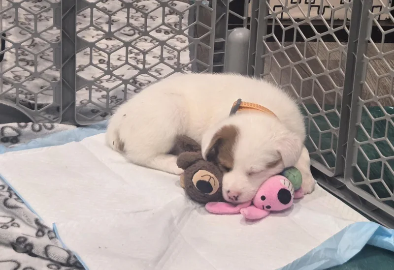 A baby large-sized female White / Cream Australian Shepherd dog named Swiss for adoption in LEMONT, IL