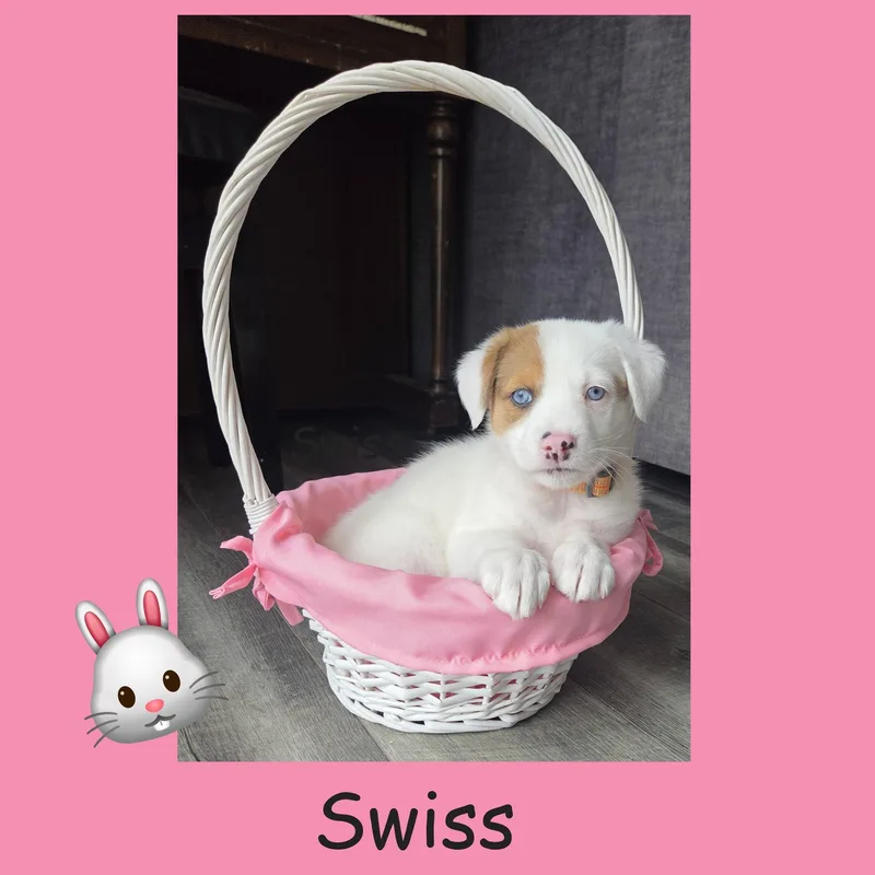 Swiss thumbnail 4