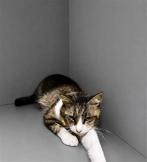 A young large-sized male Domestic Short Hair cat named Clay for adoption in Winter Haven, FL