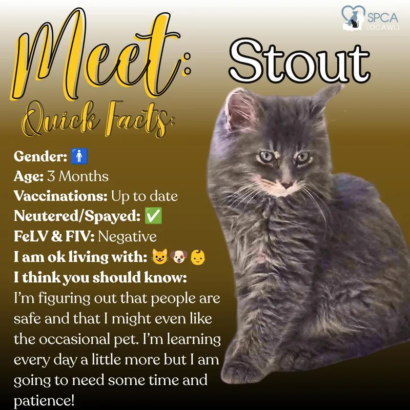 Stout thumbnail 5