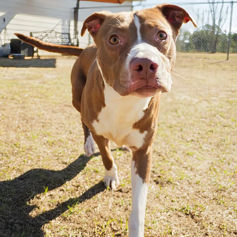 A young medium-sized male Brown / Chocolate Pit Bull Terrier dog named Neptune for adoption in Valdosta, GA