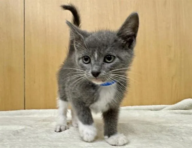A baby small-sized male Domestic Short Hair cat named Rebel for adoption in Saint Louis, MO