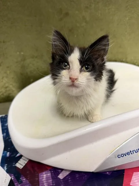 A baby small-sized female Domestic Short Hair cat named Cupcake for adoption in Riverside, CA