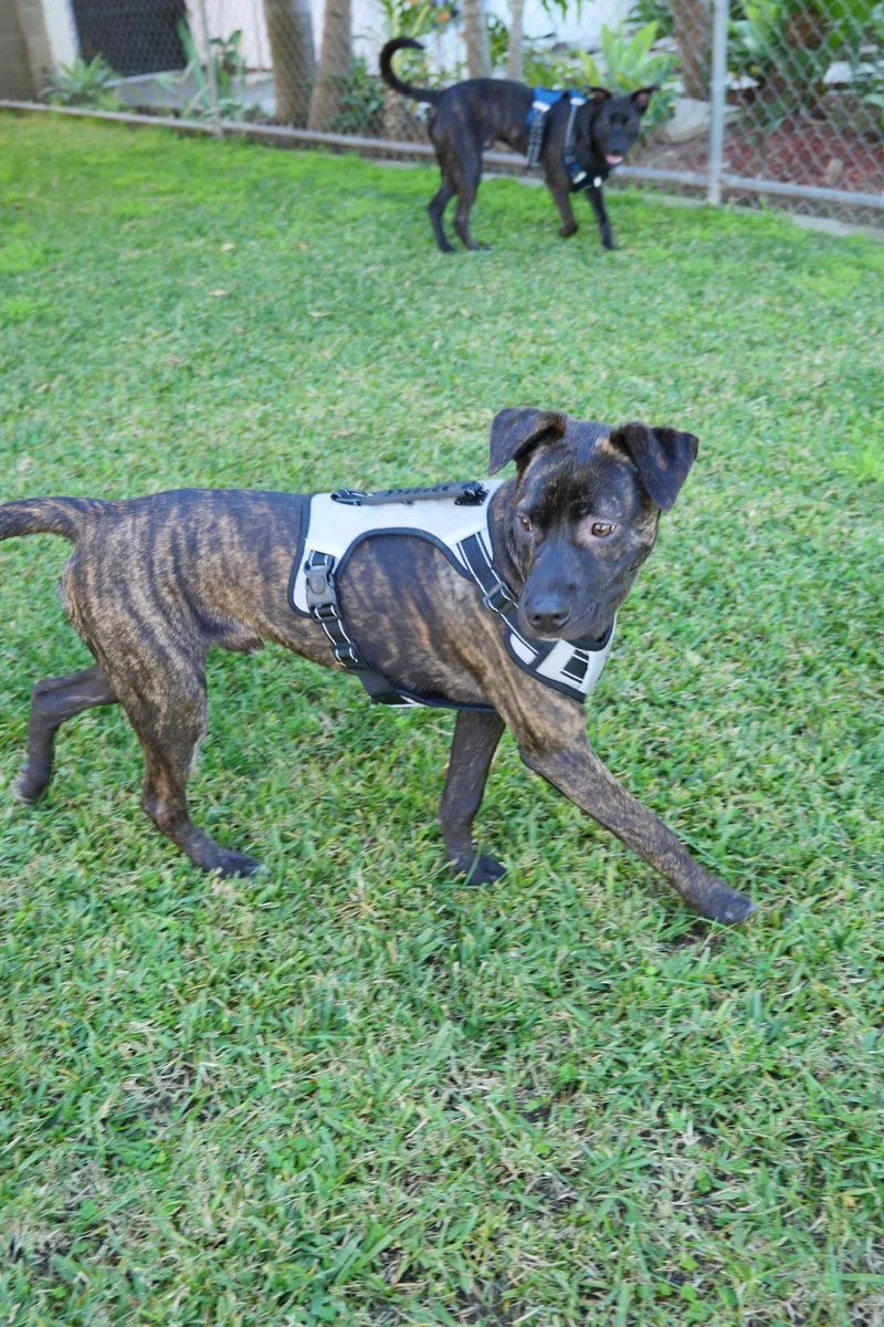 A young medium-sized male Pit Bull Terrier dog named Jake for adoption in Roseville, CA