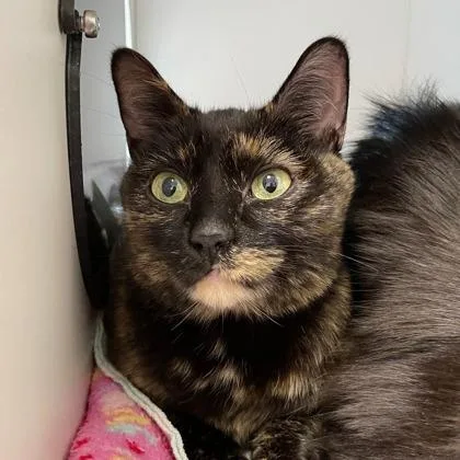 Priscilla thumbnail 2