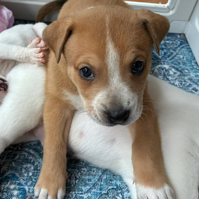 A baby medium-sized female Brown / Chocolate Mixed Breed dog named Anne Bonny for adoption in Alexandria, VA