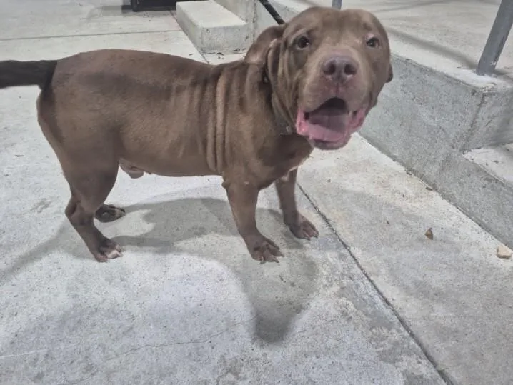 An adult large-sized male Pit Bull Terrier dog named Star for adoption in Texas City, TX