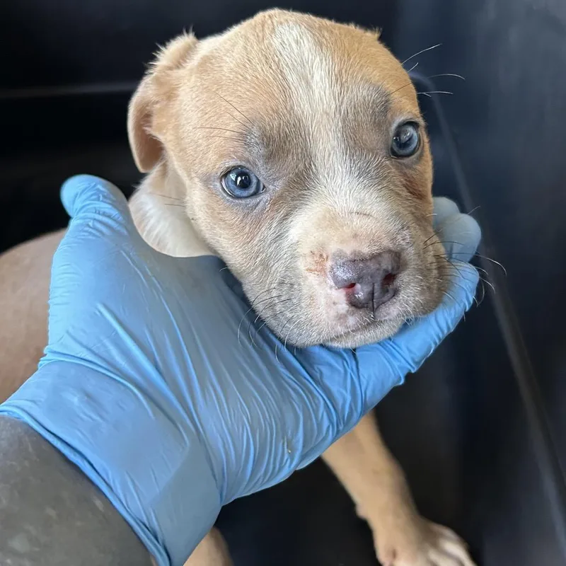 A baby small-sized male Yellow / Tan / Blond / Fawn Pit Bull Terrier dog named Flipper for adoption in Birmingham, AL