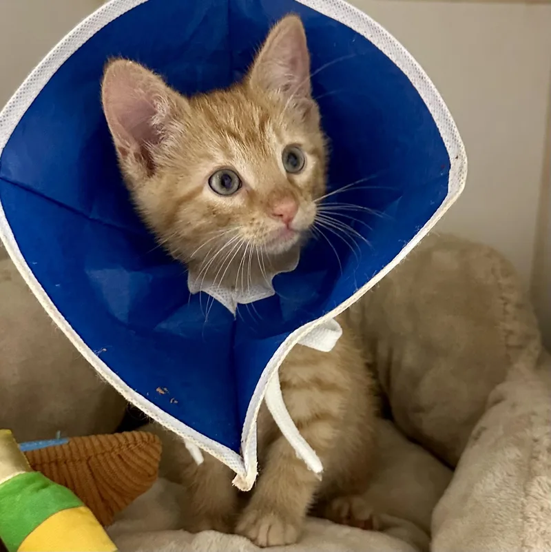 A young medium-sized male Domestic Short Hair cat named Caleb for adoption in Reisterstown, MD
