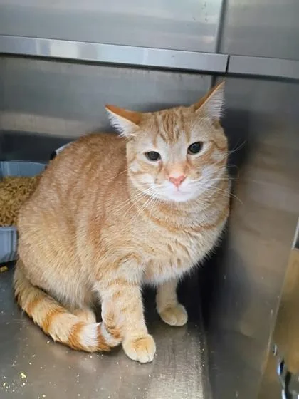 A young small-sized male Domestic Short Hair cat named Dasher for adoption in Beatrice, NE