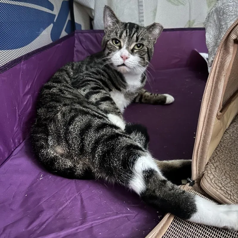 An adult large-sized male Brown / Chocolate Domestic Short Hair cat named Shrike for adoption in Middle Village, NY