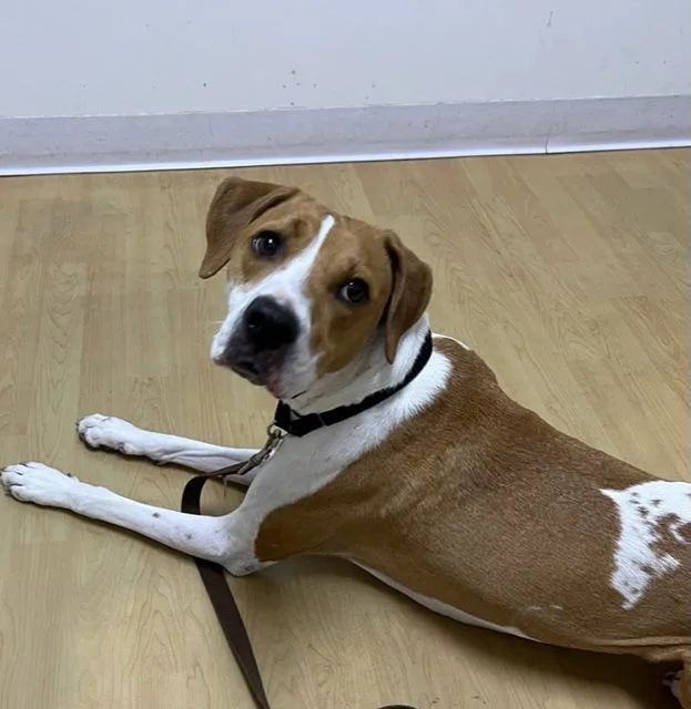 An adult medium-sized female American Foxhound dog named Dixie Houndie for adoption in Palm City, FL