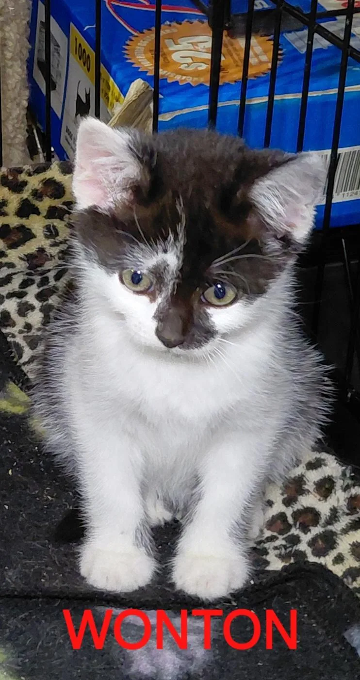 A young medium-sized female Black & White / Tuxedo Domestic Short Hair cat named Wonton for adoption in Bethpage, NY