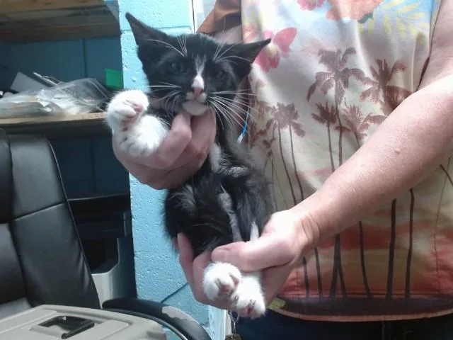 A baby small-sized male Domestic Short Hair cat named Metroid for adoption in Albuquerque, NM