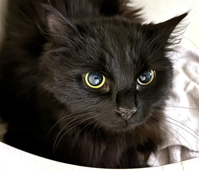 A young medium-sized female Domestic Long Hair cat named Nika for adoption in Dedham, MA