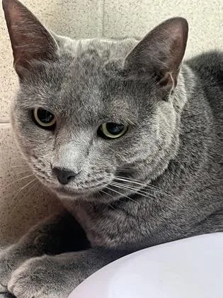 An adult small-sized female Russian Blue cat named Anise for adoption in New Orleans, LA