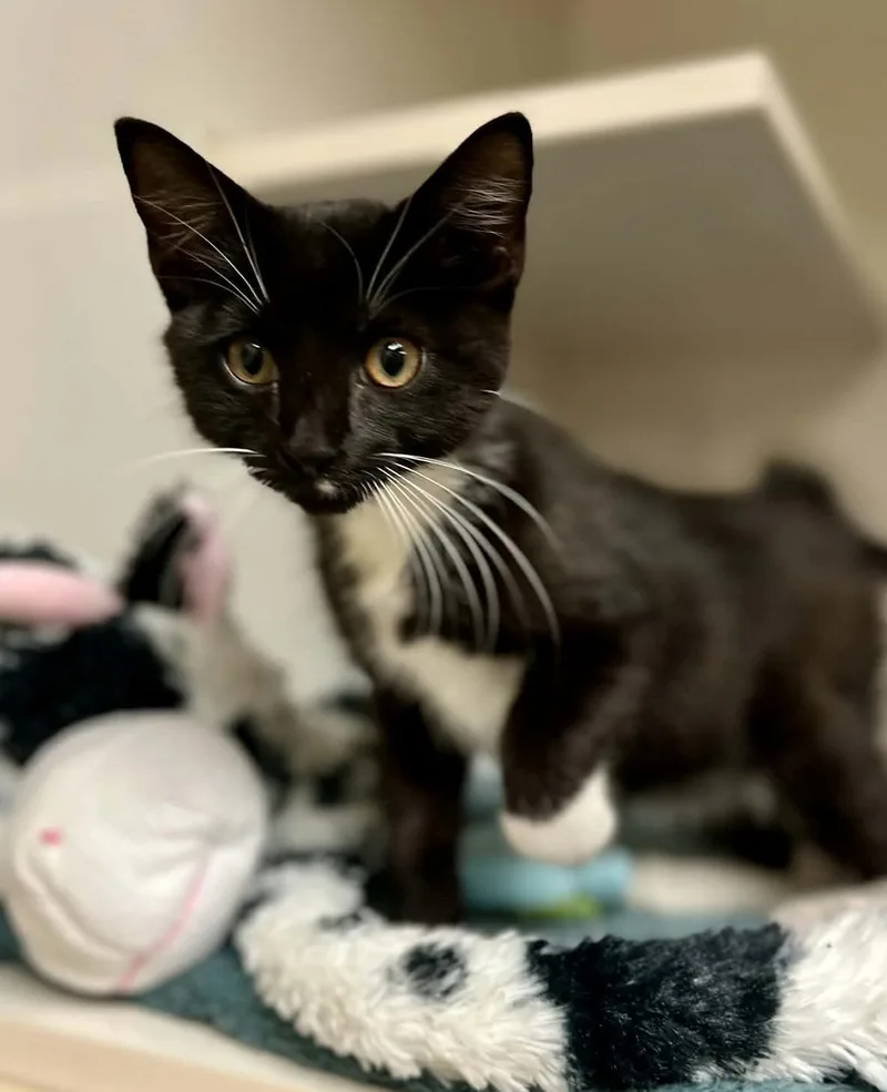 A young medium-sized female Black & White / Tuxedo Domestic Short Hair cat named Meg for adoption in Larned, KS