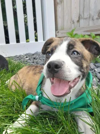 A baby medium-sized male Labrador Retriever dog named Tigger for adoption in Lowell, IN