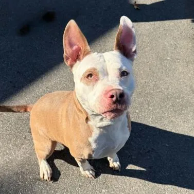 An adult large-sized female Pit Bull Terrier dog named Daisy for adoption in Concord, NC