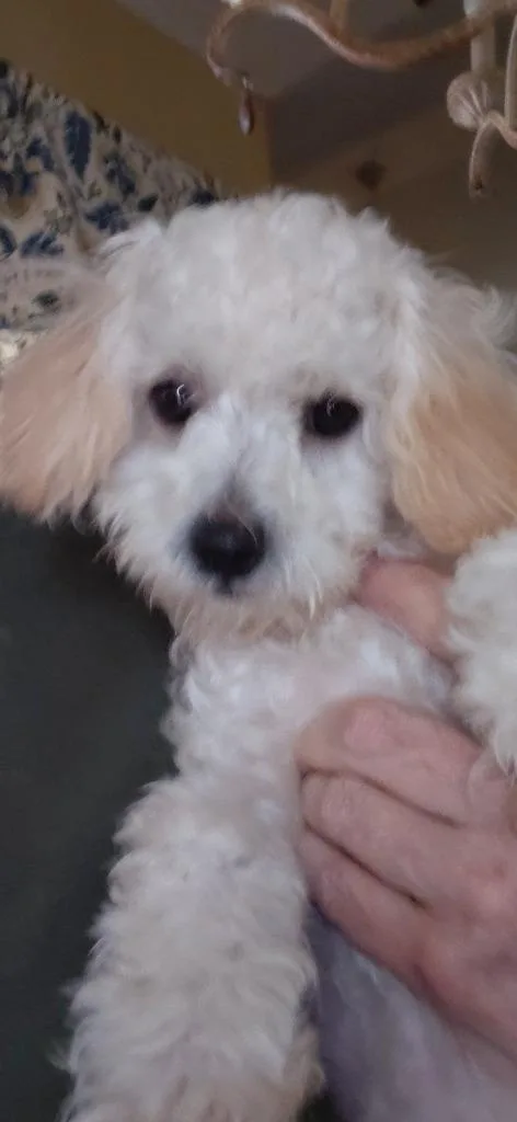 A baby small-sized female Maltese dog named Bianca for adoption in Spring, TX