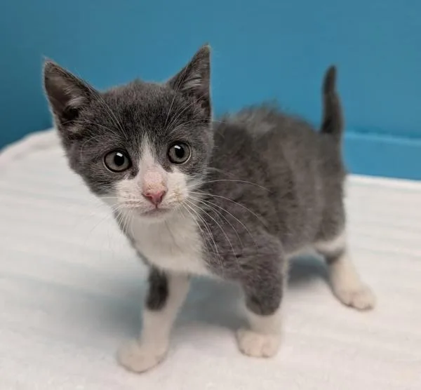 A baby medium-sized female Domestic Short Hair cat named Elvis for adoption in Escondido, CA