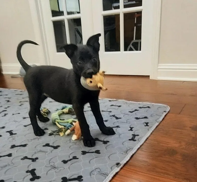A baby small-sized female Black Belgian Shepherd / Malinois dog named Texas Legends Litter Sissy for adoption in Imlay City, MI