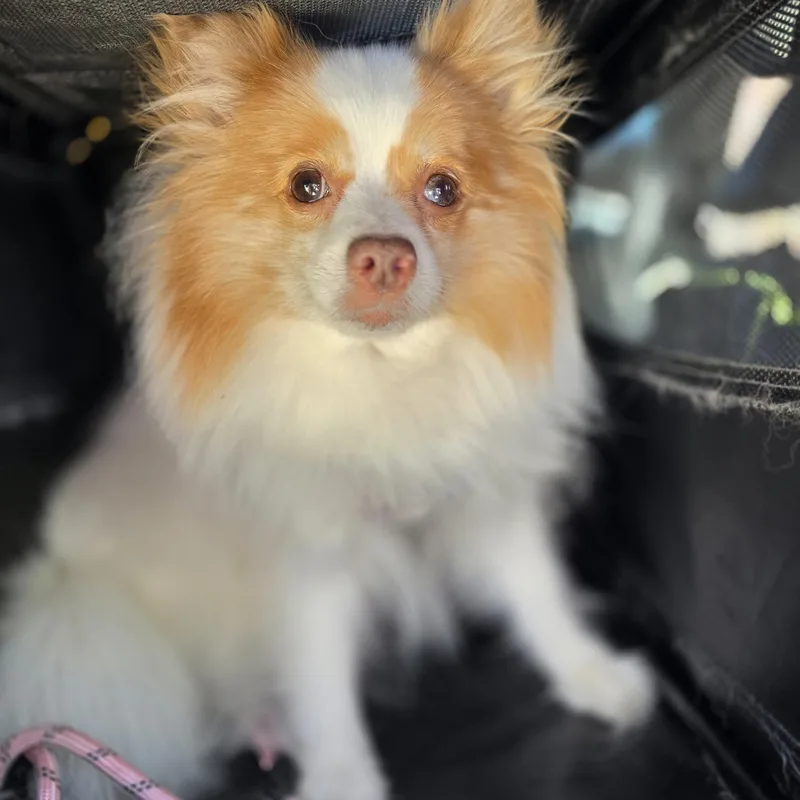 Pixie Jane