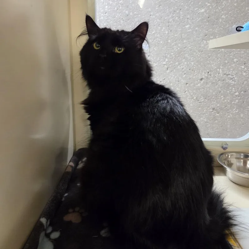 An adult medium-sized male Black Domestic Medium Hair cat named Whiskey for adoption in Hinsdale, IL