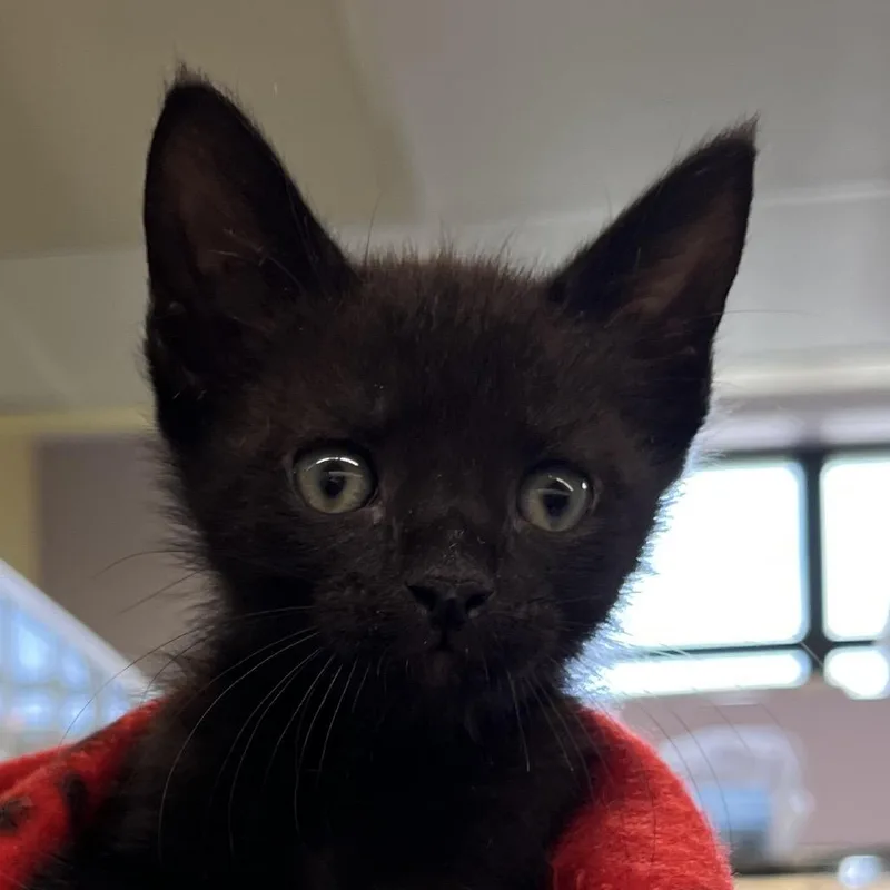 A baby small-sized male Brown / Chocolate Domestic Short Hair cat named Lake for adoption in West Palm Beach, FL