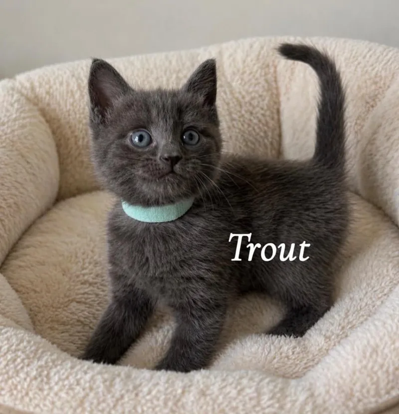 Trout thumbnail 6