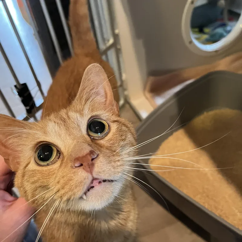 An adult medium-sized male Tabby (Orange / Red) Domestic Short Hair cat named Drake for adoption in Salisbury, MA