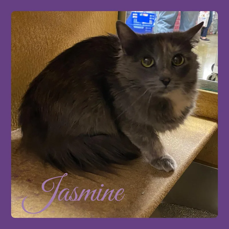 A young medium-sized female Dilute Tortoiseshell cat named Jasmine for adoption in Lawton, OK