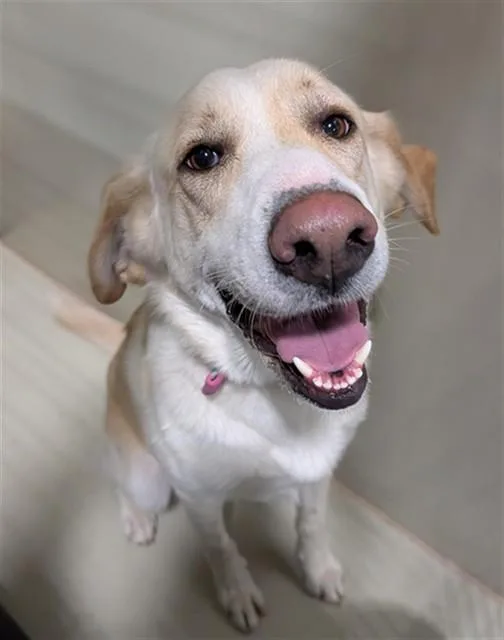 An adult large-sized female Labrador Retriever dog named Goldie for adoption in Bakersfield, CA