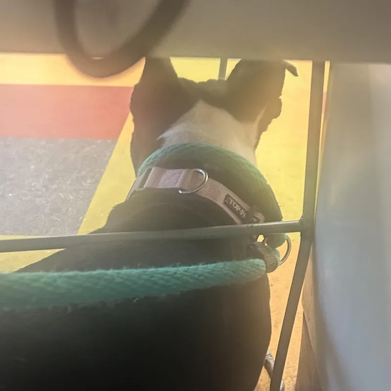 An adult large-sized female Black Pit Bull Terrier dog named Hazel for adoption in Philadelphia, PA