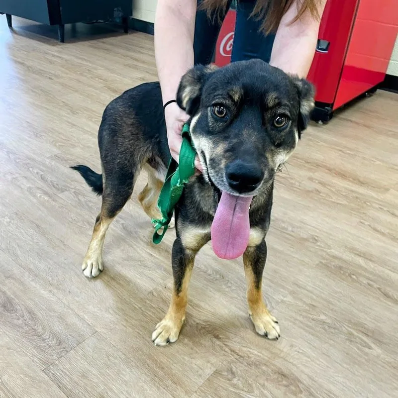 Maverick thumbnail 2