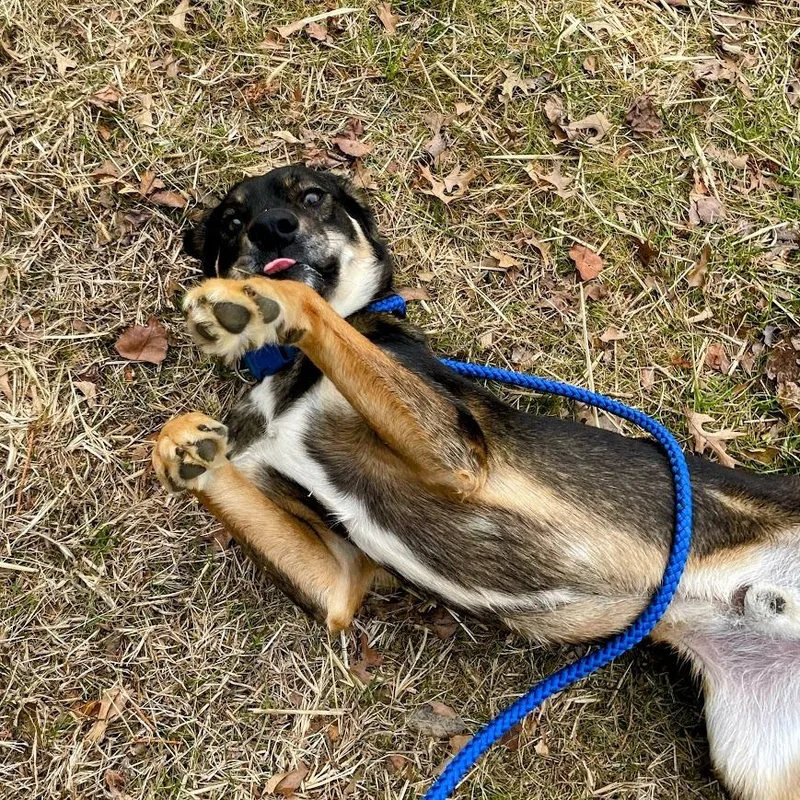 Maverick thumbnail 3