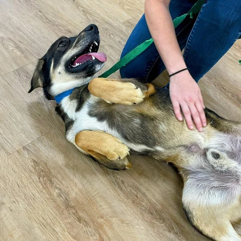 Maverick thumbnail 4