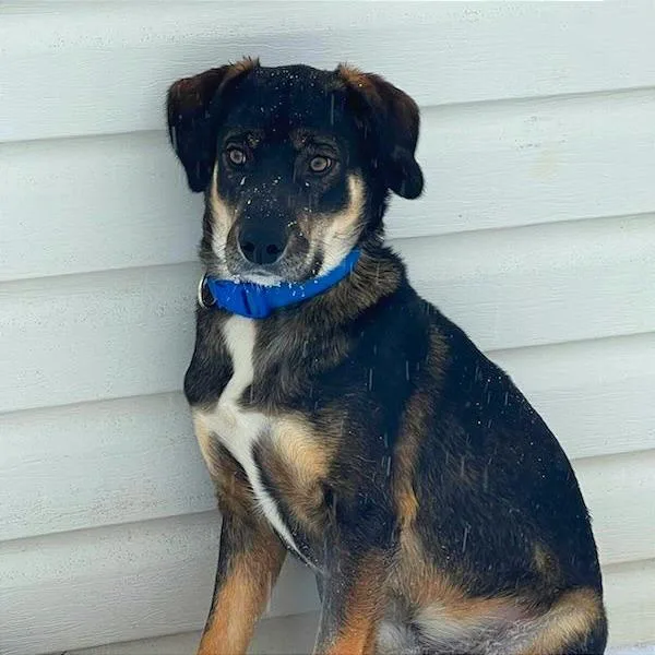 Maverick thumbnail 5