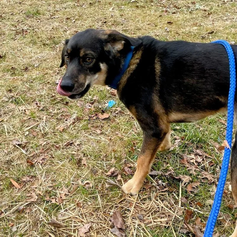 Maverick thumbnail 6