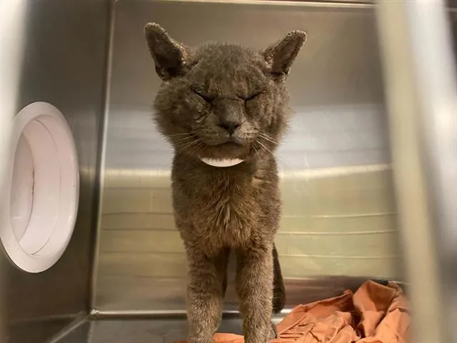 An adult large-sized male Domestic Short Hair cat named Looti for adoption in Tustin, CA
