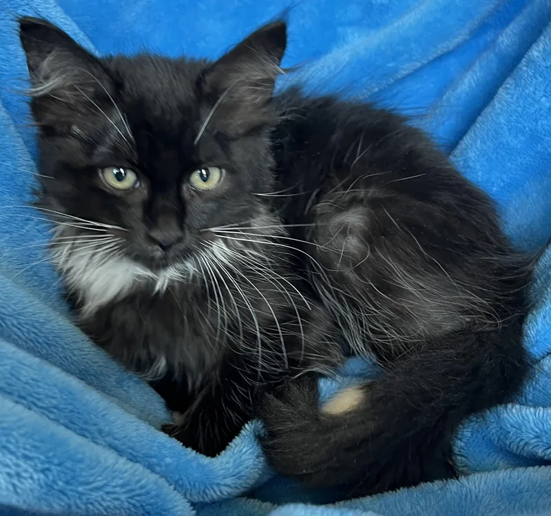 A baby medium-sized female Maine Coon cat named Uma for adoption in Lyle, WA