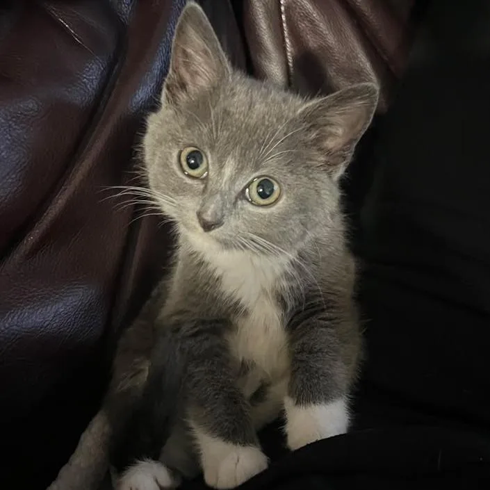 A baby small-sized female Gray / Blue / Silver Domestic Short Hair cat named Remi for adoption in Winchester, VA