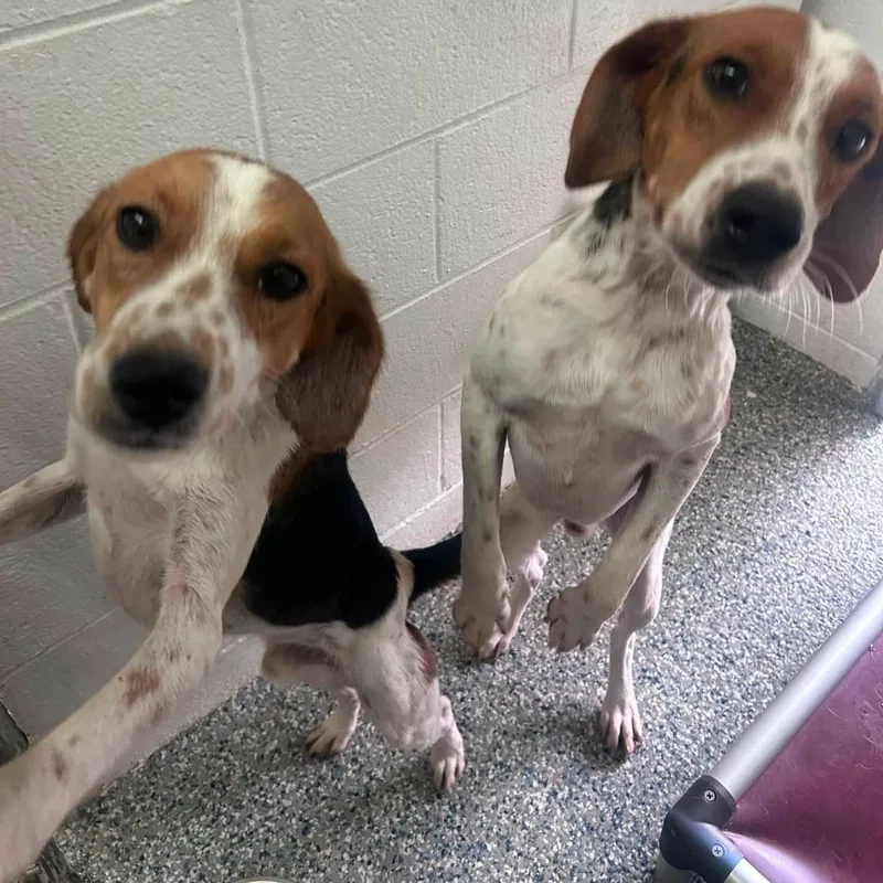 A young medium-sized male Tricolor (Brown, Black, & White) American Foxhound dog named Aladdin for adoption in Cumberland , VA